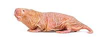 Naked Mole-rat, hairless rat, isolated on wihte [IBR123664785]
