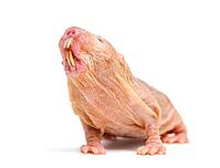 Naked Mole-rat, hairless rat, isolated on wihte [IBR123664786]