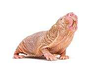Naked Mole-rat, hairless rat, isolated on wihte [IBR123664787]