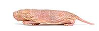 Naked Mole-rat, hairless rat, isolated on wihte [IBR123664788]