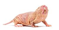 Naked Mole-rat, hairless rat, isolated on wihte [IBR123664789]