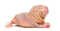 Naked Mole-rat, hairless rat, isolated on wihte [IBR123664790]