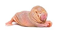 Naked Mole-rat, hairless rat, isolated on wihte [IBR123664791]