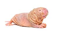 Naked Mole-rat, hairless rat, isolated on wihte [IBR123664792]