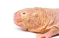 Naked Mole-rat, hairless rat, isolated on wihte [IBR123664793]