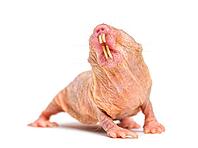 Naked Mole-rat, hairless rat, isolated on wihte [IBR123664794]