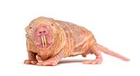 Naked Mole-rat, hairless rat, isolated on wihte [IBR123664796]