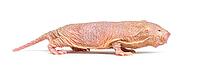 Naked Mole-rat, hairless rat, isolated on wihte [IBR123664797]