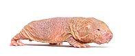 Naked Mole-rat, hairless rat, isolated on wihte [IBR123664798]