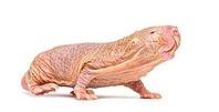 Naked Mole-rat, hairless rat, isolated on wihte [IBR123664799]