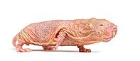 Naked Mole-rat, hairless rat, isolated on wihte [IBR123664800]