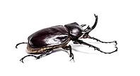 Actaeon beetle, Megasoma actaeon, a rhinoceros beetle, in front of white background [IBR123664802]