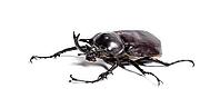Actaeon beetle, Megasoma actaeon, a rhinoceros beetle, in front of white background [IBR123664803]