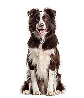Border Collie dog, 2 years old, sitting against white background [IBR123664805]