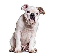 French Bulldog, 5 months old, sitting against white background [IBR123664806]