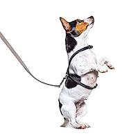 Learning process with a Jack Russell Terrier on hind legs, isolated on white [IBR123664807]