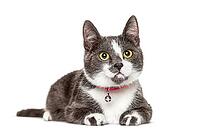 Crossbredeed cat wearing a bell, isolated on white [IBR123664808]