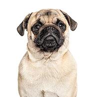 Headshot of a Pug, isolated on white, isolated on white [IBR123664809]