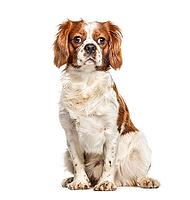 Cavalier King Charles dog, isolated on white [IBR123664810]