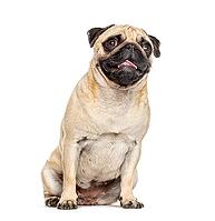 Panting and sitting Pug, isolated on white [IBR123664816]