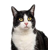 Close-up of a Black and white crossbreed cat, isolated on white [IBR123664818]