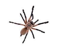 High view of a Blue Baboon Tarantula, Monocentropus balfouri, isolated on white [IBR123664820]