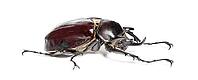 Rhinoceros beetle, Actaeon beetle, isolated on white [IBR123664821]
