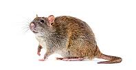 Side view of a brown rat, Rattus norvegicus, isolated [IBR123664822]