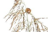 Harvest mouse, Micromys minutus, climbing, holding and balancing on high grass, isolated on white [IBR123664824]