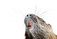 Details of the teeth and whiskers of a coypu, Myocastor coypus, isolated on white [IBR123664826]
