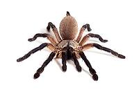 Blue Baboon Tarantula, Monocentropus balfouri, isolated on white [IBR123664827]