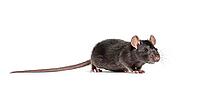 Black rat, Rattus rattus, in front of white background [IBR123664828]