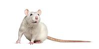 Domestic rat against white background [IBR123664829]