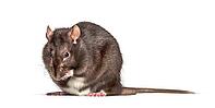 Domestic rat cleaning itself against white background [IBR123664830]