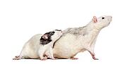 Domestic rats against white background [IBR123664832]