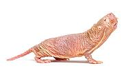 Naked Mole-rat, hairless rat, isolated on wihte [IBR123664833]