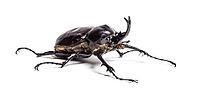 Actaeon beetle, Megasoma actaeon, a rhinoceros beetle, in front of white background [IBR123664834]