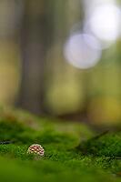 Small toadstool (Amanita muscaria) on moss with blurred background in dense forest, Melsungen, Hesse, Germany [IBR123699998]