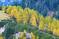 Landscape with autumnal trees and dense coniferous forest backdrop, Berchtesgaden National Park, Schönau am Königssee, Bavaria, Germany [IBR123699999]