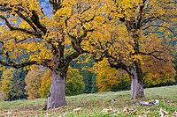Two trees with golden autumn leaves in green autumn field, Berchtesgaden National Park, Schönau am Königssee, Bavaria, Germany [IBR123700000]