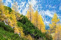 Conifers with yellow autumn leaves against a rocky mountain backdrop, Berchtesgaden National Park, Schönau am Königssee, Bavaria, Germany [IBR123700002]