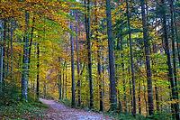Colourful autumn forest with deciduous path, quiet walk through nature, Berchtesgaden National Park, Schönau am Königssee, Bavaria, Germany [IBR123700003]