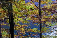 Autumn trees with colorful leaves on the lakeside, peaceful natural atmosphere, Berchtesgaden National Park, Schönau am Königssee, Bavaria, Germany [IBR123700004]