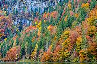 A brightly coloured autumn forest at the foot of a mountain, Berchtesgaden National Park, Schönau am Königssee, Bavaria, Germany [IBR123700005]