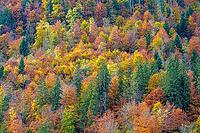 Colourful autumn forest with many different tree species, Berchtesgaden National Park, Schönau am Königssee, Bavaria, Germany [IBR123700006]