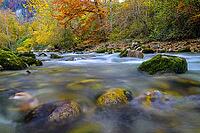 A calm river flows over mossy stones in autumn forest, Berchtesgaden National Park, Schönau am Königssee, Bavaria, Germany [IBR123700007]