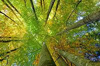 Autumn colors in forest looking up between tall trees, Berchtesgaden National Park, Schönau am Königssee, Bavaria, Germany [IBR123700008]