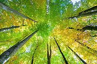 Colourful view of a forest in autumn, Berchtesgaden National Park, Schönau am Königssee, Bavaria, Germany [IBR123700009]