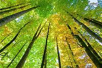 Looking up into tall trees with green and yellow leaves, Berchtesgaden National Park, Schönau am Königssee, Bavaria, Germany [IBR123700010]