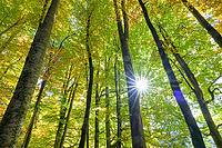 Sun rays penetrate the canopy of leaves in the forest, Berchtesgaden National Park, Schönau am Königssee, Bavaria, Germany [IBR123700012]